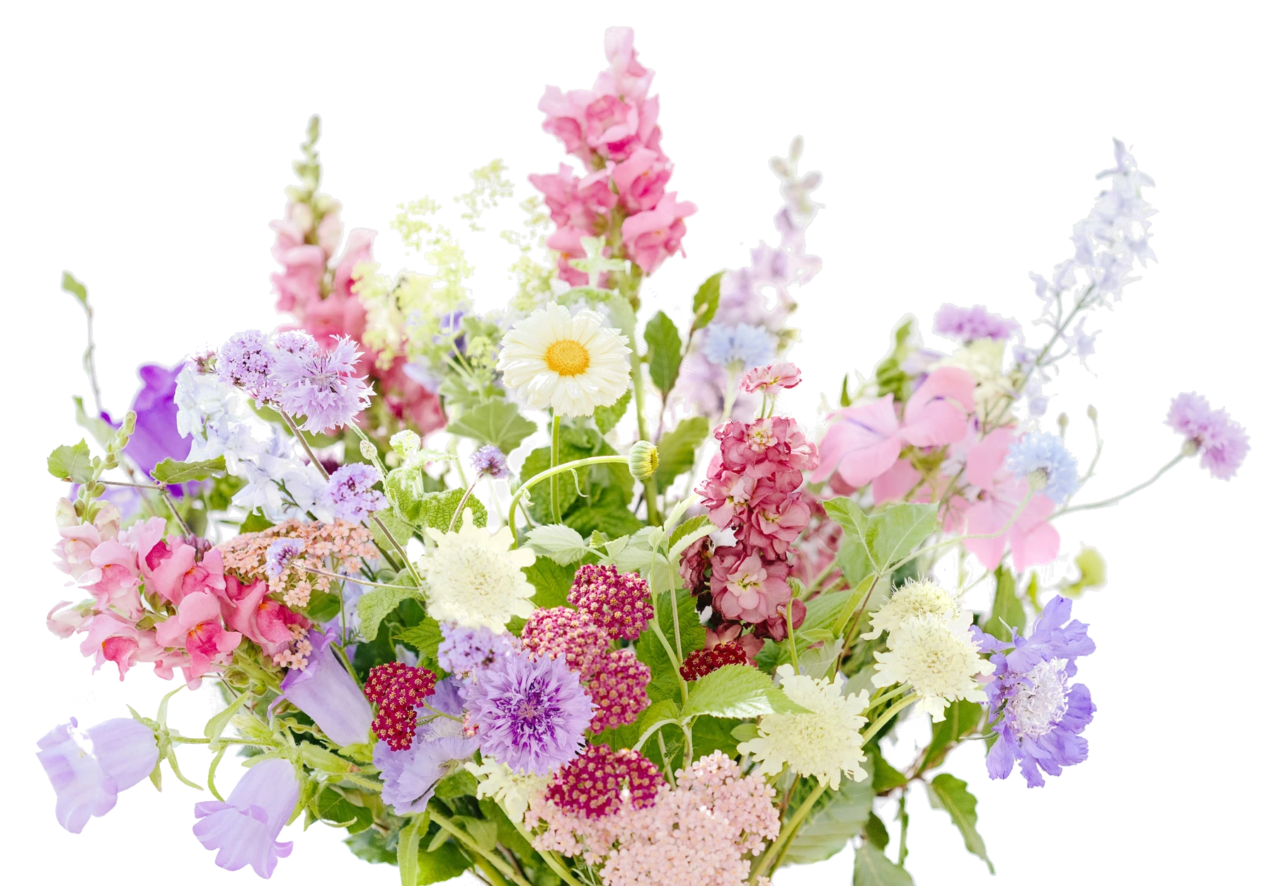 A garden bouquet of pink snapdragons, stock, lilac scabiosa, yarrow and a daisy, with one glowing pink tulip nestled in the middle.